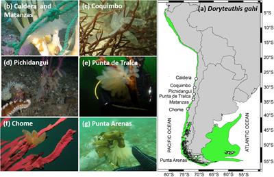 Discrete Spawning Aggregations of the Loliginid Squid Doryteuthis gahi Reveal Life-History Interactions of a Dwarf Morphotype at the Center of Its Distribution Range